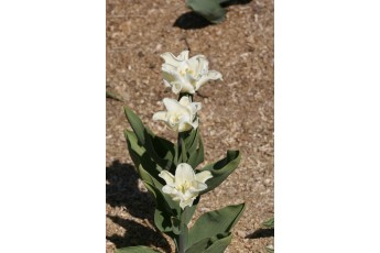 WHITE LIBERSTAR